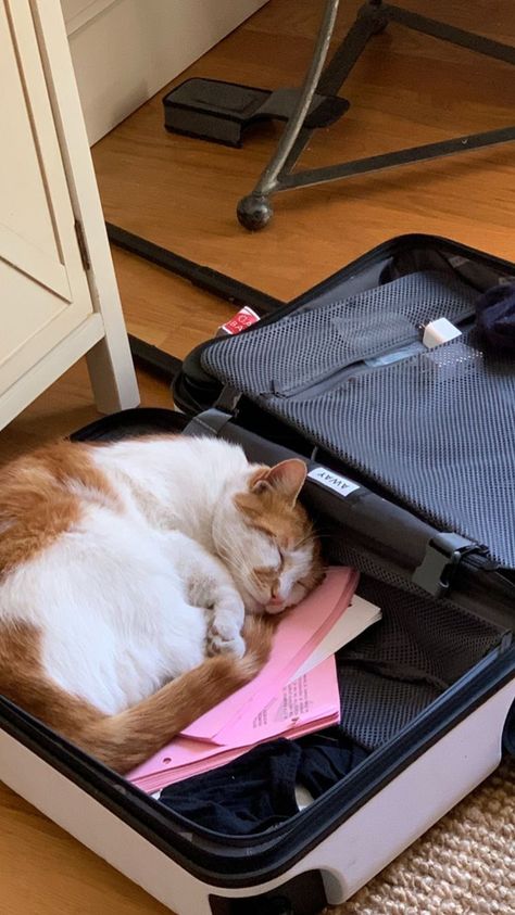 sleeping in the suitcase 🐱 Suitcase Cover, Kitty Stuff, Cute Animals Puppies, Suitcase Packing, American Tourister, Suitcases, White Cat, Cat Love, Cute Cats