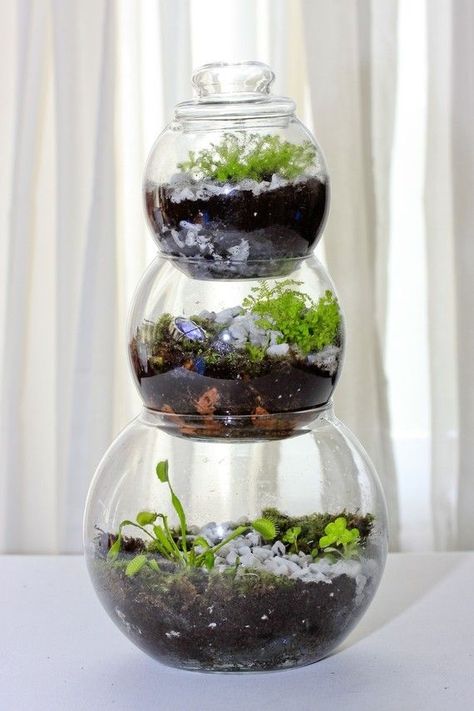 neat idea More Closed Terrarium Ideas, 3 Tier Table, Flytrap Plant, Venus Fly Trap Terrarium, Carnivorous Plants Terrarium, Closed Terrarium Plants, Closed Terrarium, Build A Terrarium, Open Terrariums