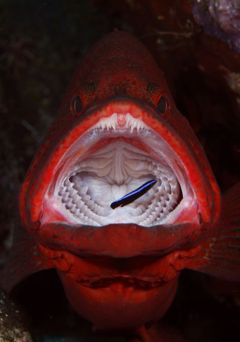 Red Grouper, Fauna Marina, Life Under The Sea, Deep Sea Creatures, Underwater Photographer, Life Aquatic, Underwater Creatures, Underwater Life, Beautiful Fish