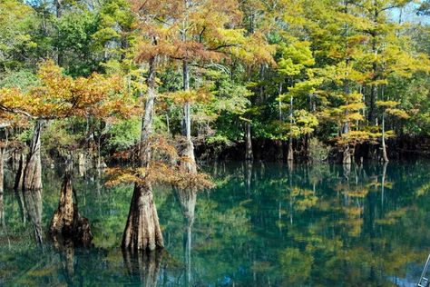 One of the most beautiful settings for a spring in Florida’s Panhandle, surrounded by a rim of old growth cypress, Morrison Springs is a popular destination for divers, with crystal-clear water. It’s also a lovely place for photography. But you need to call ahead to find out if the springs are open for swimming. Florida Hikes, Northwest Florida, Florida Springs, Permanent Vacation, Springs Florida, Florida Photography, Spring Park, River Basin, Florida Living