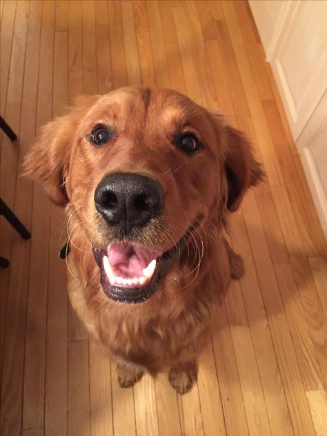 Red Field Golden Retriever, Auburn Golden Retriever, Ginger Golden Retriever, Dark Red Golden Retriever Puppy, Red Golden Retriever Aesthetic, Red Retriever Puppy, Brown Golden Retriever, Red Golden Retriever Puppy, Dark Golden Retriever