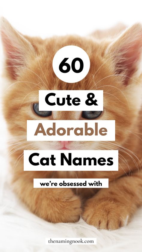 Looking for adorable and cute cat names for your new kitten? We have 60 of the cutest ever cat name ideas that you'll adore! Whether it's a female, boy, girl, orange cat, or any type of cat, we have the perfect cute and unique cat name for you. Cute kitten names, cute cat names, unique cat name list. Grey Kitten Names, Female Cat Names Unique, Kitten Names Boy, Cute Kitten Names, Kitten Names Unique, Cat Names Unique, Ginger Cat Names, Kitten Names Girl, Cat Name Ideas