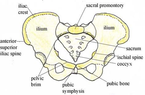 The bones of the female pelvis and fetal skull revision Antenatal Care, Female Pelvis, Pelvis Anatomy, Anatomy Chart, Midwifery Student, Doula Care, Doula Training, Student Midwife, Ob Nursing