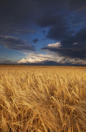 Fields Of Gold, Ukrainian Art, Nature Wallpaper, Landscape Photos, Farm Life, Nature Pictures, Nature Photos, Beautiful Landscapes, Landscape Art