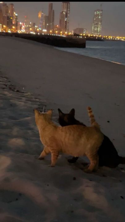 𝐓𝐇𝐈𝐒 𝐋𝐎𝐕𝐄 , c sturniolo ✓. - 036 - Wattpad Wallpaper Gatos, Black Cat Aesthetic, Aesthetic Cats, Cute Ginger, View Beach, Ginger Cat, Silly Cats Pictures, Two Cats, Orange Cats