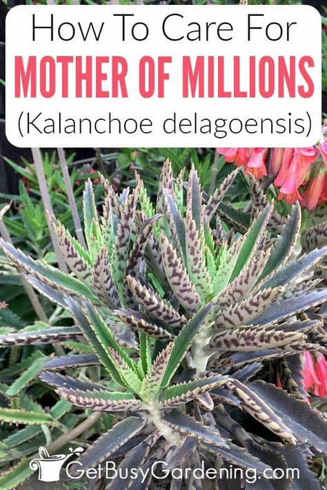 If you want an easy to grow succulent, look no further than this guide on mother of millions plants. You’ll discover why this fast-growing unique plant is perfect for beginners plus get tons of tips on how to care for it. From how to water, repot, and prune a Kalanchoe delagoensis to providing the best sun, soil, and fertilizer, you’ll be prepared to grow it anywhere. Plus, once you see how easy mother of millions propagation is you’ll be able to multiply your plant as many times as you like! Mother Of Millions Plant, Mother Of Millions Succulent, Soil Fertilizer, How To Propagate Lavender, Jade Plant Care, Christmas Cactus Care, Garden Flowers Perennials, Shade Garden Plants, Terracotta Plant Pots