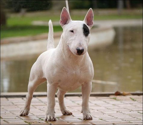 Este perro es lo que su nombre indica, una versión en tamaño reducido del Bull Terrier. Si conocemos la raza en tamaño estándar, entonces conocemos al MiniBull, como también se le conoce. Si su “hermano mayor” es un estupendo compañero, , podemos imaginar las ventajas que el mismo perro puede aportar a la vida familiar en un entorno urbano y de espacios cada vez más reducidos si pesa menos de diez kilos. Bully Terrier, British Bull Terrier, Bull Terrier Art, Mini Bull Terriers, Miniature Bull Terrier, Bull Terrier Puppy, Puppy Time, Dane Dog, Military Dogs