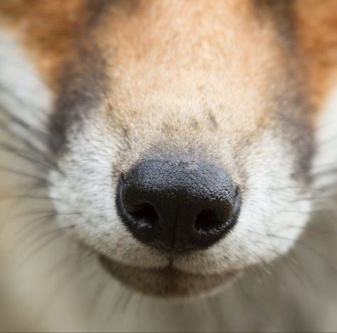 Fox nose! Fox Nose, Labyrinth 1986, Fantastic Fox, Nose Mask, Fox Ears, Nose Art, Fox Art, Red Fox, Animal Photo