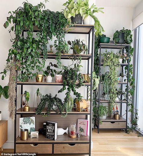 Bright emerald vines tumble from book cases, whose shelves are stacked to capacity with ol... Plants Shelves, Patio Flowers, Corner Plant, Vertical Garden Wall, Living Room Corner, Plant Shelf, Tall Flowers, Plants Decor, Plant Ideas