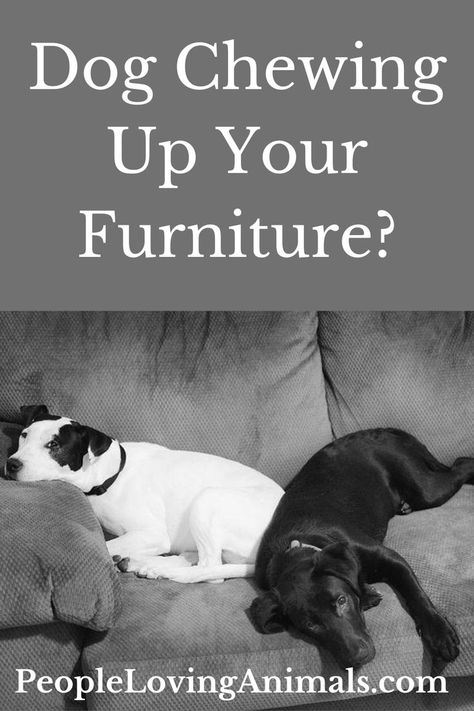 Stop Dog Chewing Furniture Dog Chewed Furniture Repair, Dog Chewing Furniture, Puppy Chewing Tips Training, Dog Chewing Stop, Stop Dog From Biting, Stop Dog Chewing Everything, Stop Dog Chewing, Personal Sovereignty, Saint Bernards