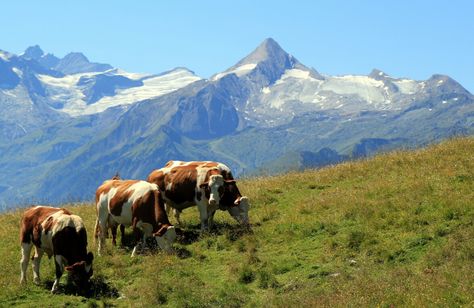 Cows Landscape, Landscape With Animals, Cow Landscape, Zell Am See Austria, Landscape Photography Nature, Pretty Landscapes, 수채화 그림, Nature Aesthetic, Pretty Places