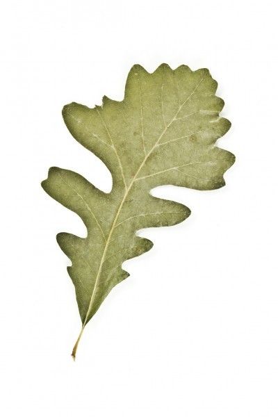 Bur Oak - Quercus macrocarpa Leaf Identification Chart, Types Of Oak Trees, Compass Plant, Red Oak Tree, Leaf Identification, White Oak Tree, Tree Pictures, Tree Identification, Triangle Art