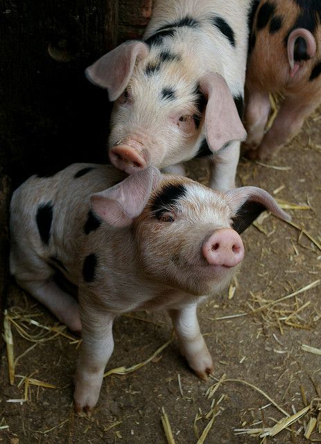 Cute pigs Genetic Diversity, A Well Traveled Woman, Mother Earth News, News Magazine, Cute Pigs, Gloucester, Little Pigs, Genetic, Gravity Falls