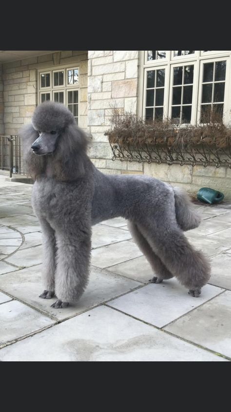 Standard Poodle Cuts, Poodle Hairstyles, Standard Poodle Grooming, Standard Poodle Haircuts, Poodle Card, Grey Poodle, Silver Poodle, Poodle Hair, Poodle Haircut