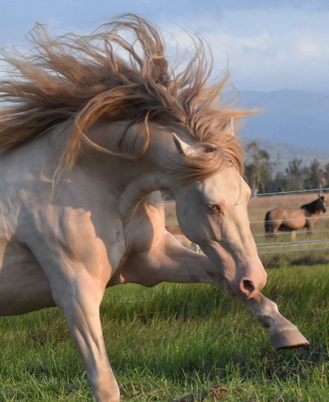 Picaro, a spirited Andalusian P.R.E. horse—probably perlino in color. Perlino Andalusian, Perlino Horse, Horses Reference, Horse Land, Andalusian Horses, Spanish Horse, Horses Head, Horse Reference, Amazing Horses