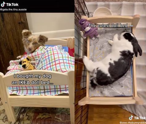 45 IKEA Hacks Especially For Pets, That Can Transform Regular Household Items Into Pet Heaven - TOPTIPHACKS Ikea Pet Hacks, Cat Canopy, Bunny Oreos, Pet Heaven, Ikea Doll Bed, Cat Litter Cabinet, Toy Aussie, Cat Lounge, Pooper Scooper