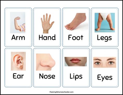 Body Parts Flashcards Free Printable, Body Part Flashcards, Body Parts Flashcards, Pre School Activities, Printable Flash Cards, English For Kids, Matching Cards, Pre School, School Activities