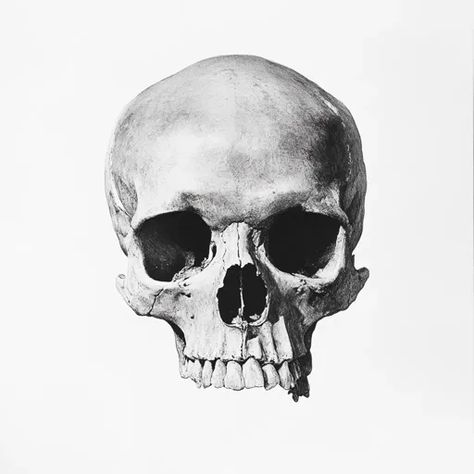 ↑↑↑ Larger size on website 🔸 The image is a black and white illustration of a human skull. The skull is facing forward and is dra Human Skull Illustration, Skull Facing Forward, Skull Angles, Human Skull Photography, Skull Illustration, White Illustration, Human Skull, The Skull, Black And White Illustration