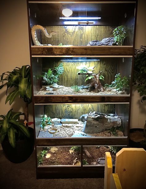 Converted book shelf into reptile 🦎and invert. 🕷enclosure. DIY Built In Snake Enclosure, Reptile Room Ideas Snake Cages, Reptile Shelf Ideas, Snake Set Up Ideas, Multiple Reptile Tank Setup, Reptile Stand Ideas, Reptile Setup Ideas, Snake Rack Diy, Reptile Bedroom