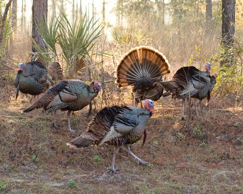 Turkey Breeds, Turkey Pics, Aesthetic Bird, Wild Turkey Recipes, Turkey Bird, Quail Hunting, Turkey Art, Best Turkey, Bird Hunting