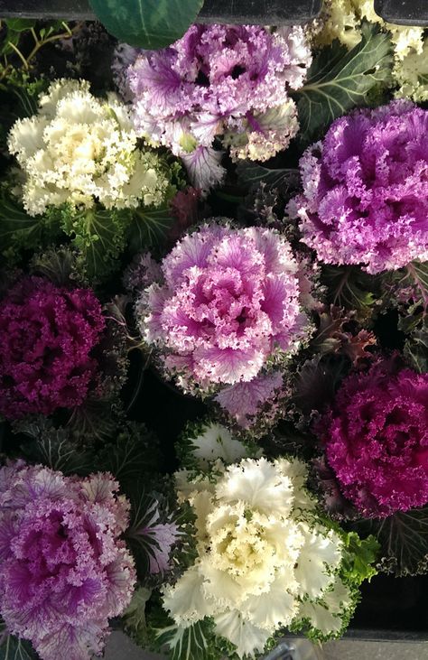 Kale Growing, Autumn Planting, Flowering Kale, Plantarea Legumelor, Kale Plant, Growing Kale, Cabbage Flowers, Sowing Seeds, Ornamental Kale