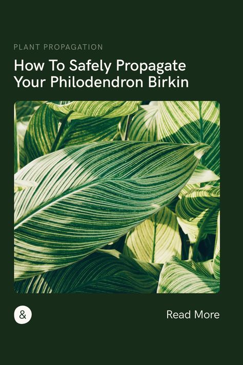 If you're a fan of the stunning Philodendron Birkin plant and want to expand your collection, then you'll love our Philodendron Birkin propagation guide. This comprehensive guide provides easy-to-follow steps for propagating your Birkin plant, allowing you to create new plants from cuttings and expand your indoor jungle. Birkin Plant, Indoor Garden Apartment, Plants From Cuttings, Philodendron Birkin, Plant Journal, Plant Problems, Rubber Plant, Indoor Jungle, Fiddle Leaf Fig