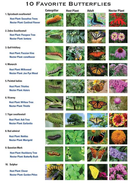 Flower Identification Chart, Raising Butterflies, Monarch Butterfly Garden, Butterfly Garden Plants, Butterfly Habitat, Flower Identification, Butterfly Plants, Hummingbird Garden, Bee Garden