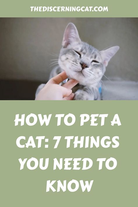 Cats may come off as aloof, but they bring a unique charm to our lives. We adore showering them with attention and affection whenever we can. Despite misconceptions, cat-parents know the true joy of having these fluffy feline companions in their homes. Pets Food, Cat Ownership, Cat Parents, Loads Of Love, Rare Cats, Cat Hacks, Cat Care Tips, Siberian Cat, Curious Creatures