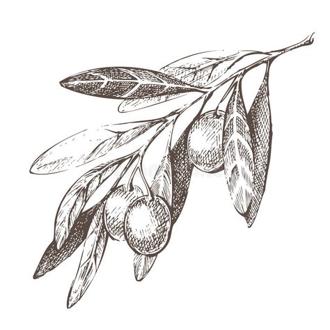 Olive Tattoo, Wine Tattoo, Olive Branch Tattoo, Branch Tattoo, Branch Vector, Vector Sketch, Time Tattoos, Botanical Drawings, Olive Tree