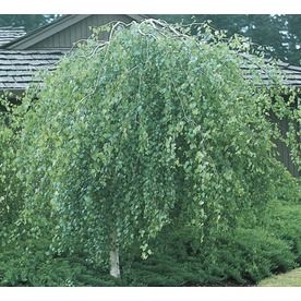 European White Birch, Feature Tree, Reading Garden, Front Yard Decor, Betula Pendula, Tree In Pot, White Birch Trees, Umbrella Tree, Backyard Dreams