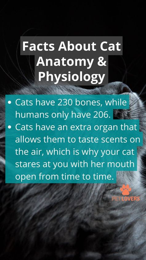 Amazing Facts about Cats Part Cat Facts Text, Cats Facts, Facts About Cats, Cat Anatomy, Creepy Facts, Cat Facts, Cat Quotes, Anatomy And Physiology, Amazing Facts