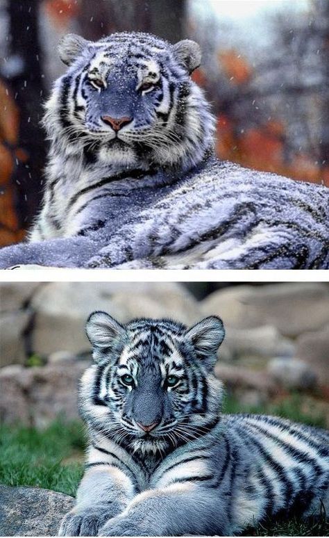 Blue Maltese tigers ~ Are these Real ~ Beautiful Maltese Tiger, Baby Tigers, Blue Tiger, Wild Creatures, Maltese Puppy, Blue Tigers, Maltese Dogs, Rare Animals, Majestic Animals