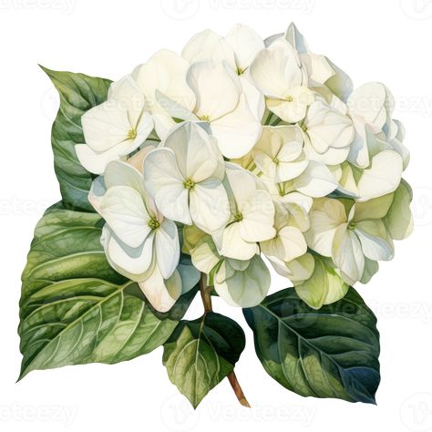 White Flower Png, Watercolor Hydrangea, Hydrangea Painting, White Hydrangea, Botanical Drawings, Hydrangea Flower, Flower Illustration, Textile Patterns, Watercolor Illustration