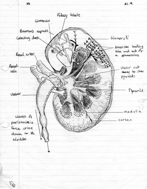 Cross section drawing example Cross Section Drawing, Biology Drawing, Human Kidney, Medical Drawings, Basic Anatomy And Physiology, Section Drawing, Medical Student Motivation, Biology Art, Human Body Anatomy