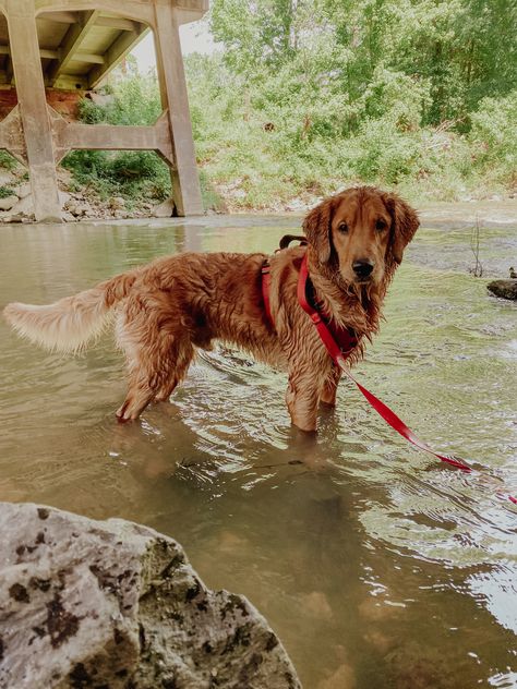 Red Golden Retrievers, Dogs Outside, Brown Golden Retriever, Red Retriever Puppy, Red Golden Retriever, Working Golden Retriever, Field Line Golden Retriever, Red Golden Retriever Puppy, Walking Golden Retriever Aesthetic