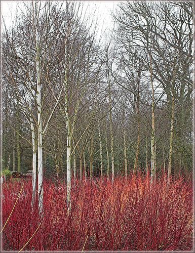 Dogwood and silver Birch | Flickr - Photo Sharing! Birch Trees Garden, Birch Trees Landscaping, Plant Combos, Planting Design, Landscaping Inspiration, Colour Contrast, Farmhouse Garden, Silver Birch, Woodland Garden