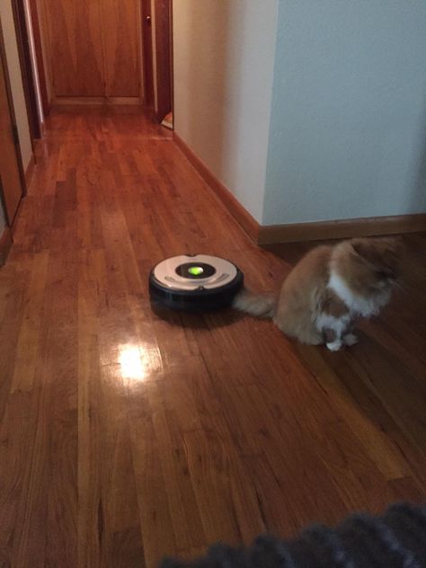 Cat vs Roomba Vacuum Cleaner, Home Appliances