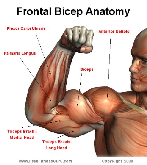 front bicep anatomy Bicep Anatomy, Anatomi Dan Fisiologi, Muscles Anatomy, Human Muscle Anatomy, Anatomy Physiology, Human Body Anatomy, Muscular System, Workout Stuff, Muscle Anatomy