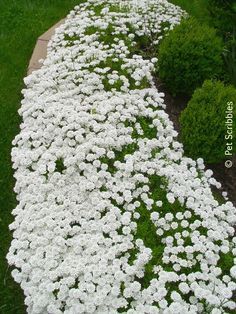 Candytuft: A garden must-have! Hardy perennial for zones 3-9. - Live Creatively Inspired Ideas For Steps Outside, Small Garden Bed Ideas Front Yards, White Perennial Flowers Full Sun, Full Sun Border Plants Perennials, Border Plants Full Sun, Candy Tuft Plant, Zone 10 Landscaping, Zone 9 Landscaping, Border Planting Ideas