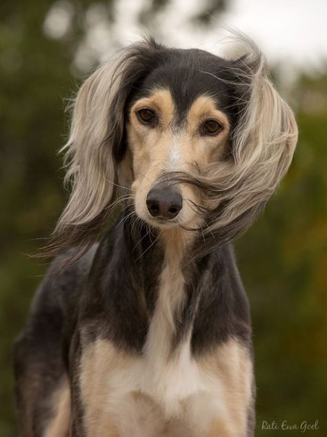 Saluki Aesthetic, Saluki Dogs, Being Me, A Good Person, Good Person, All Of Me, Canine Art, Pretty Dogs, Canine Companions