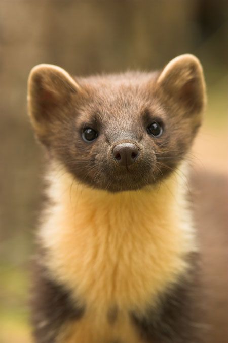 European Pine Marten  (Martes martes): look at its face! https://leedanielsphotography.com/nature-photography/mammals/ Marten Tattoo, Pine Marten, Habitat, The Uk, Close Up, Look At, Cute Animals, Green, Animals