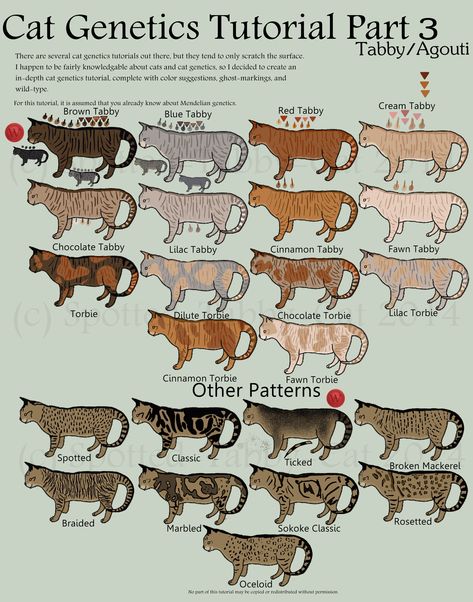 Cat Genetics Tutorial Part 3 (Tabby/Agouti) by Spotted-Tabby-Cat Cat Genetics Tutorial, Torbie Cat, Cat Genetics, Several Cat, Multiple Cats, Ocicat, Cats Art Drawing, Cat Anatomy, Warrior Cat Oc