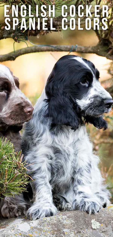 english cocker spaniel colors English Field Cocker Spaniel, Chocolate And Tan Cocker Spaniel, Crocker Spaniel English, Liver Roan Cocker Spaniel, Adult Cocker Spaniel, English Cocker Spaniel Colors, English Cocker Spaniel Haircut, Cokers Spaniel, Cocker Spaniel Colors