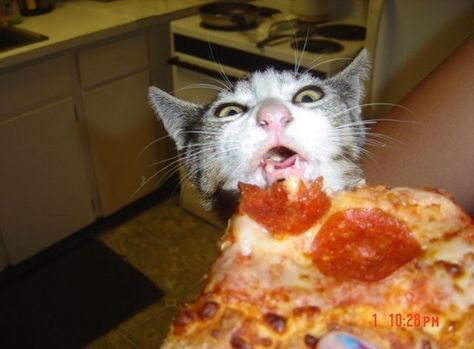 Does your cat like pizza? We deliver. Cat Eating, A Cat, Pizza, Funny, Pizzas