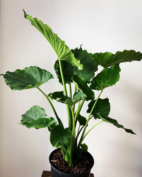 Water Loving Plants, Alocasia Care, Alocasia Odora, Indoor Landscape, Heart Shaped Leaves, Nature Environment, Plant Goals, Elephant Ear Plant, My Plant