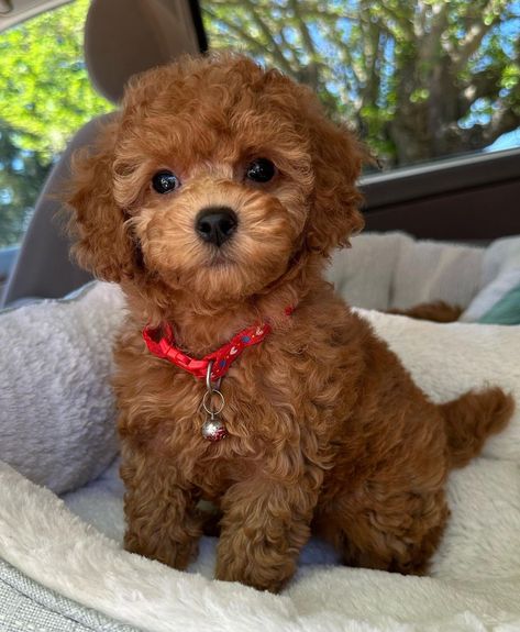 Brown Puppy Aesthetic, Brown Teacup Poodle, Teacup Poodle Full Grown, Teacup Poodles, Aesthetic Dogs, Small Poodle, Teacup Poodle, Cute Poodle, Teacup Dogs