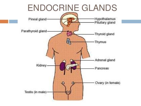 New Blog Post: The difference between an endocrine gland and an exocrine gland.  #fitness #health #science Lower Cross Syndrome, Hypothalamus Gland, Exocrine Gland, Endocrine Glands, Anatomy Notes, The Endocrine System, Nutrition Classes, Pituitary Gland, Pineal Gland