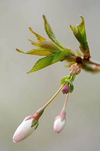 https://flic.kr/p/75vJ6k | 36340 | Emerging buds of prunus incisa the bride. Spring, blossom, white, pure, purity, cherry, tree Prunus Incisa, Tree Buds, Polish Crafts, Morning Has Broken, Nail Polish Crafts, House Projects, Spring Blossom, Cherry Tree, Rare Plants