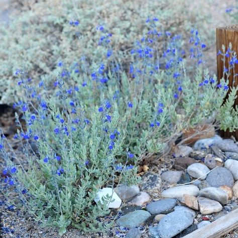 Salvia chamaedryoides (germander sage). Blue/purple  flowers. Salvia Chamaedryoides, Perennials Flowers, Salvia Greggii, Arizona Gardening, Water Irrigation, Sage Plant, Blue Plants, Blue And Purple Flowers, Big Plants