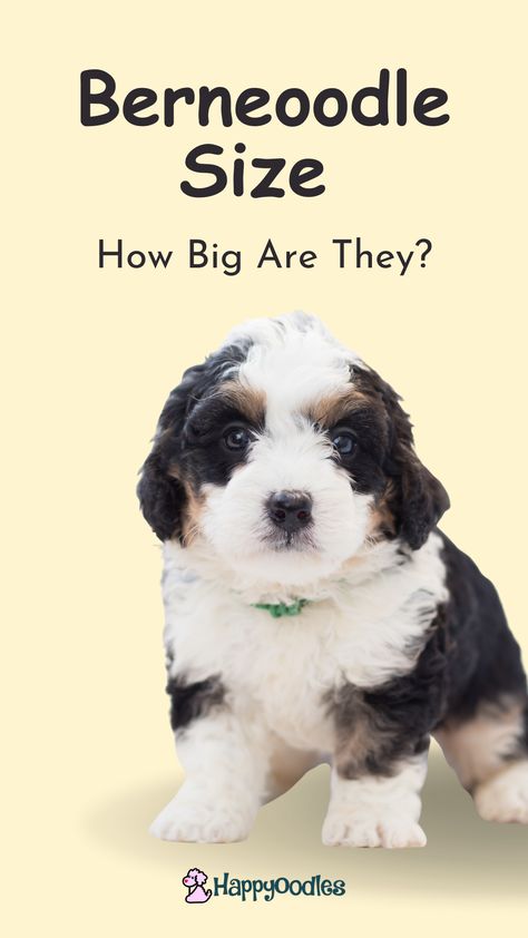 Are you thinking about getting a Bernedoodle, but you're not sure which size you should get? Or, maybe you already have a Bernedoodle puppy and you want to know how big your puppy will be when they are full grown? Wondering when your Bernedoodle will stop growing? Join us as we look to answer all of these questions and more. (#bernedoodlesize, #bernedoodlesizes, #minibernedoodlesize, #minimicrobernedoodlesize, #bernadoodlesize, #bernadoodlesizes, #minibernadoodlesize, #minimicrobernedoodlesize) Micro Mini Bernedoodle, Bernedoodle Full Grown, Mini Bernedoodle, Bernedoodle Puppy, Be A Nice Human, Micro Mini, Dog Care, This Is Us, Puppies